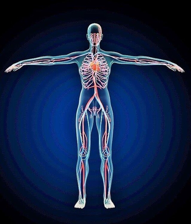 人体 人体